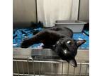 Adopt Willa a Domestic Short Hair