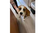 Adopt Roja 123881 a Pit Bull Terrier, Mixed Breed