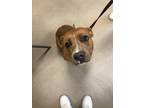 Adopt Pebbles 31108 a Pit Bull Terrier