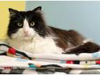 Adopt Mist a Domestic Long Hair