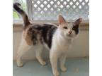 Adopt Paisley a Domestic Short Hair