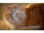 Adopt Ginger a Domestic Medium Hair