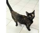 Adopt Astrid a Domestic Short Hair