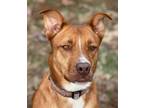 Adopt Trinette a German Shepherd Dog, Mixed Breed