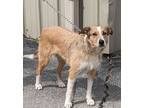 Adopt Jovi a Australian Cattle Dog / Blue Heeler, Terrier