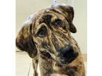 Adopt Gabby a Plott Hound, Mixed Breed