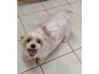 Adopt Maggie a Lhasa Apso