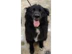 Adopt Fluffy a Border Collie, Mixed Breed