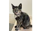 Adopt Indigo a Domestic Short Hair