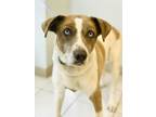 Adopt Lexi a Australian Shepherd, Mixed Breed