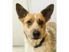 Adopt Dixie a Australian Cattle Dog / Blue Heeler