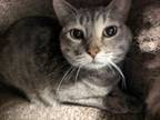 Adopt Mellow a Domestic Short Hair, Manx