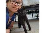 Adopt Mabel a Domestic Short Hair