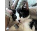 Adopt Dairy a Domestic Short Hair