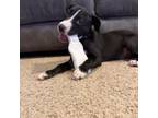 Adopt Tia a Black Labrador Retriever, Pit Bull Terrier