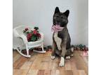 Adopt Suki a Akita