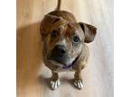 Adopt Piper a Pit Bull Terrier, American Staffordshire Terrier