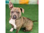 Adopt Katie Ledecky a Pit Bull Terrier, American Staffordshire Terrier