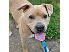 Adopt Regan Smith a Yellow Labrador Retriever, Mixed Breed