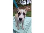 Adopt Mirna a Mixed Breed