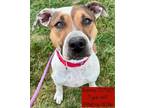 Adopt Ramona a Pit Bull Terrier, Hound