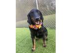 Adopt Zoey a Labrador Retriever, Mixed Breed