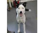 Adopt Blue a Border Collie, Mixed Breed