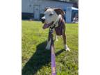 Adopt Trixie a Terrier, Mixed Breed