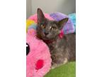 Adopt Lucy a Manx, Domestic Short Hair