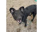 Adopt Rita a Mixed Breed