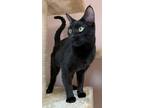 Adopt Sedona a Domestic Short Hair