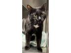 Adopt Missy a Domestic Short Hair
