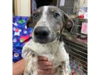 Adopt Hera 24-0576 a Hound, Australian Shepherd