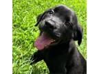 Adopt Elaine a Black Labrador Retriever, Mixed Breed