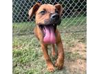 Adopt Irene a Labrador Retriever, Mixed Breed