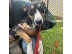 Adopt JACKIE Available NOW - ADOPTION or RESCUE! a Mixed Breed