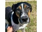 Adopt SALLY Available NOW - ADOPTION or RESCUE! a Hound, Mixed Breed