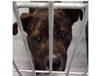 Adopt ABBEY Available NOW - ADOPTION or RESCUE! a Mixed Breed