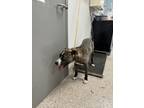 Adopt Ash a Shepherd, Mixed Breed