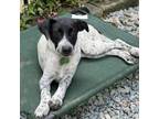 Adopt Biles a Hound, Labrador Retriever