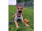 Adopt JoJo a German Shepherd Dog