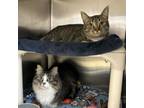 Adopt Kourtney--In Foster a Domestic Short Hair