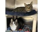 Adopt Kim--In Foster a Domestic Medium Hair