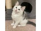 Adopt Guanine--In Foster***ADOPTION PENDING*** a Domestic Medium Hair