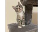Adopt Adenine--In Foster***ADOPTION PENDING*** a Domestic Short Hair
