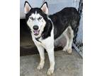 Dog for adoption - Banks, a Siberian Husky