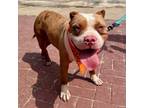 Adopt Harper a Pit Bull Terrier