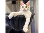 Adopt Shelby a Domestic Short Hair