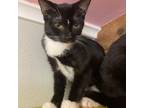 Adopt Beetle a Domestic Short Hair