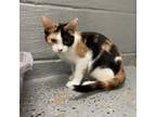 Adopt Bel-Aire a Domestic Long Hair